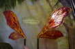 Flame Pest Dura-little Fairy Wings