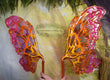 Sunset Frill Dura-little Fairy Wings