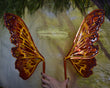 Maple Witch Moth Dura-little Fairy Wings